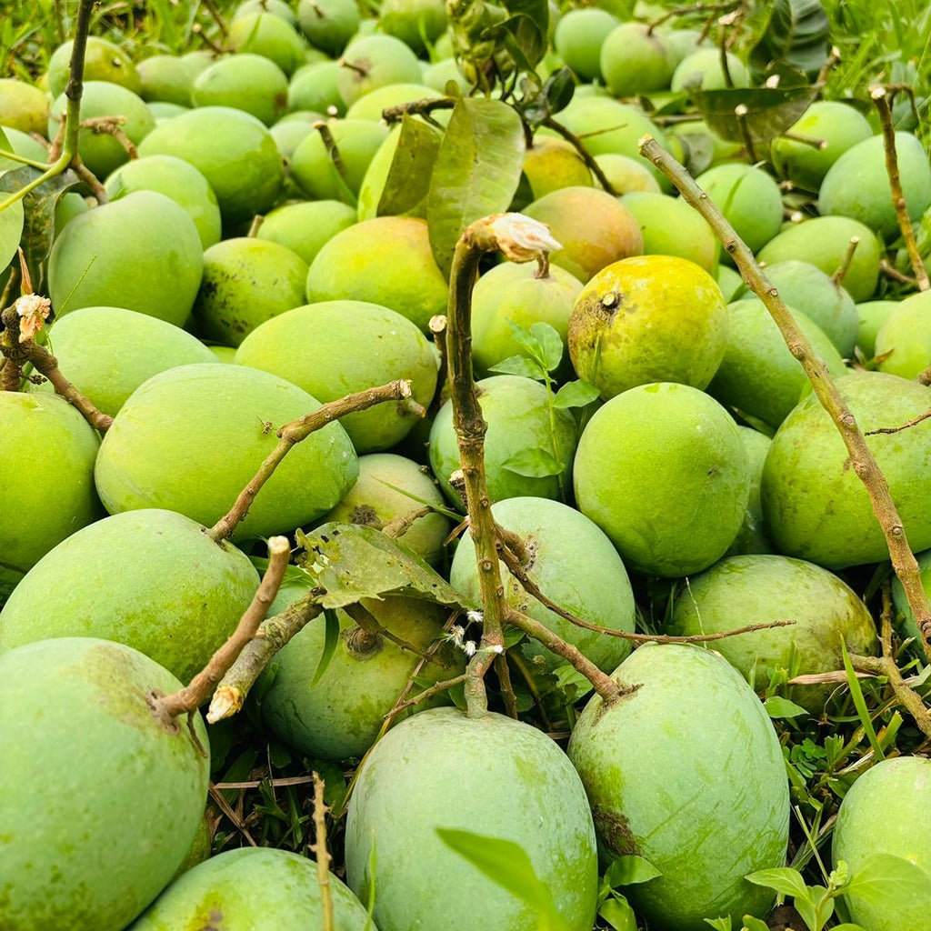 রংপুরের বিখ্যাত হাড়িভাংগা আম