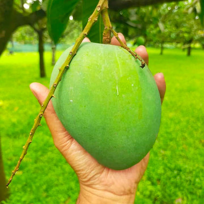 রংপুরের বিখ্যাত হাড়িভাংগা আম