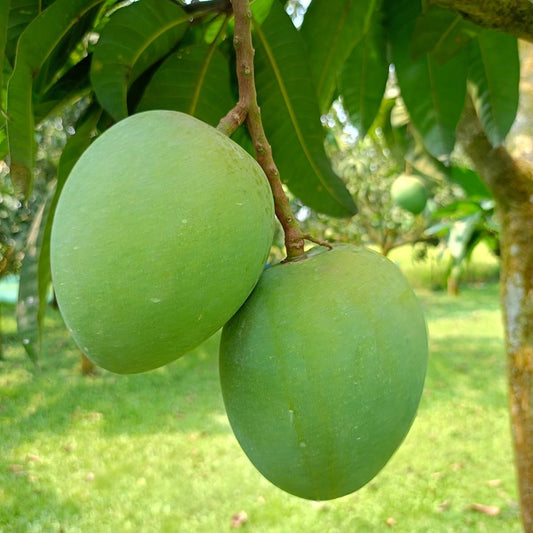 রংপুরের বিখ্যাত হাড়িভাংগা আম