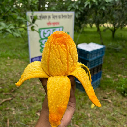 রংপুরের বিখ্যাত হাড়িভাংগা আম